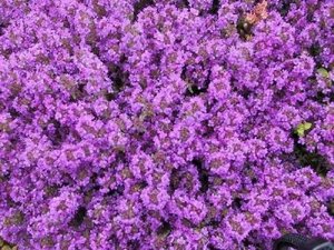 Thymus praecox 'Purple Beauty' geen maat specificatie 0,55L/P9cm - afbeelding 6