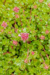 Thymus praecox 'Purple Beauty' geen maat specificatie 0,55L/P9cm - afbeelding 1