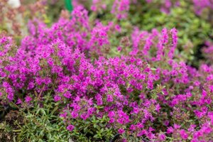 Thymus praecox 'Purple Beauty' geen maat specificatie 0,55L/P9cm - afbeelding 2