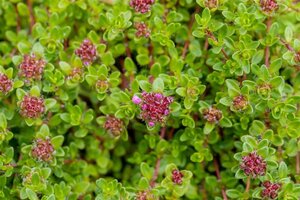 Thymus praecox 'Purple Beauty' geen maat specificatie 0,55L/P9cm - afbeelding 3