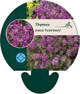 Thymus praecox 'Purple Beauty' geen maat specificatie 0,55L/P9cm - afbeelding 5