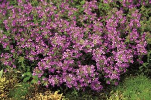 Thymus praecox 'Purple Beauty' geen maat specificatie 0,55L/P9cm - afbeelding 4