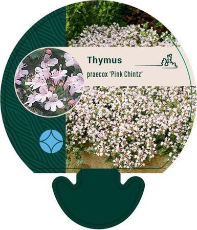 Thymus praecox 'Pink Chintz' geen maat specificatie 0,55L/P9cm