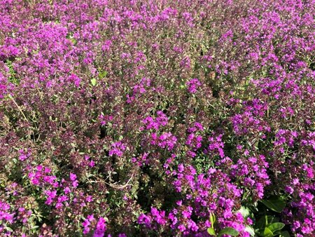 Thymus praecox 'Red Carpet' geen maat specificatie 0,55L/P9cm - afbeelding 1