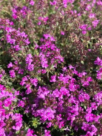 Thymus praecox 'Red Carpet' geen maat specificatie 0,55L/P9cm - afbeelding 2