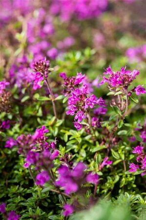 Thymus praecox 'Red Carpet' geen maat specificatie 0,55L/P9cm - afbeelding 3