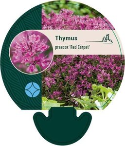 Thymus praecox 'Red Carpet' geen maat specificatie 0,55L/P9cm - afbeelding 5