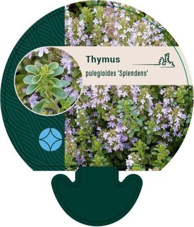 Thymus puleg. 'Splendens' geen maat specificatie 0,55L/P9cm