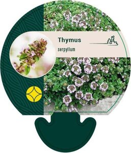 Thymus serpyllum geen maat specificatie 0,55L/P9cm - afbeelding 5