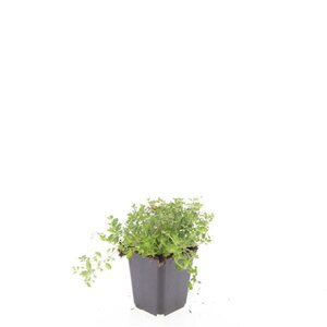 Thymus serpyllum geen maat specificatie 0,55L/P9cm - afbeelding 7