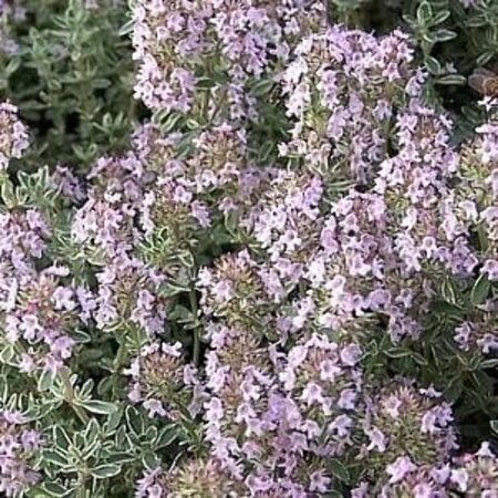 Thymus v. 'Silver Posie' geen maat specificatie 0,55L/P9cm