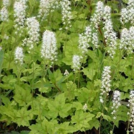 Tiarella c. 'Moorgrün' geen maat specificatie 0,55L/P9cm