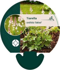 Tiarella c. 'Oakleaf' geen maat specificatie 0,55L/P9cm