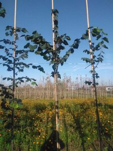 Tilia cordata 8-10 Hoogstam wortelgoed - afbeelding 2