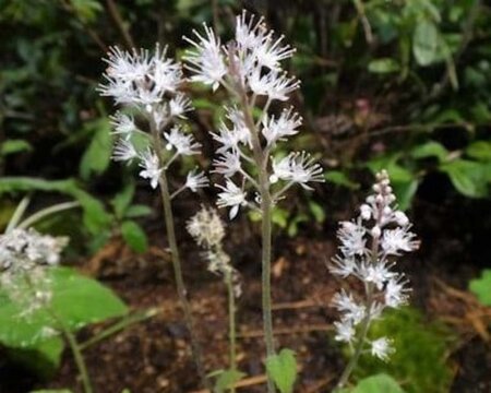 Tiarella cordifolia geen maat specificatie 0,55L/P9cm - afbeelding 1