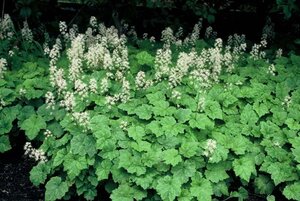 Tiarella cordifolia geen maat specificatie 0,55L/P9cm - afbeelding 2