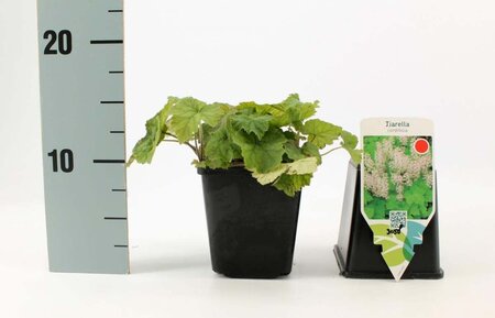 Tiarella cordifolia geen maat specificatie 0,55L/P9cm - afbeelding 4