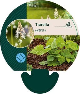 Tiarella cordifolia geen maat specificatie 0,55L/P9cm - afbeelding 3