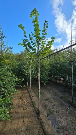 Tilia platyphyllos 10-12 Hoogstam wortelgoed - afbeelding 1