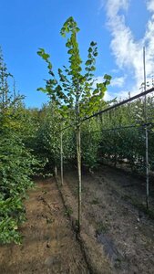 Tilia platyphyllos 10-12 Hoogstam wortelgoed - afbeelding 1