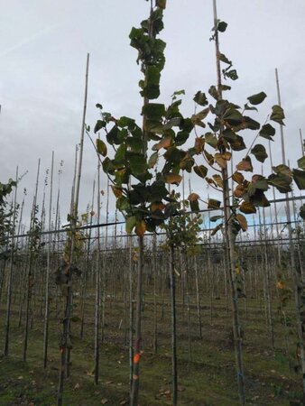 Tilia platyphyllos 10-12 Hoogstam wortelgoed - afbeelding 2