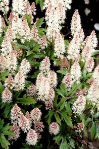 Tiarella 'Pink Skyrocket' geen maat specificatie 0,55L/P9cm - afbeelding 2