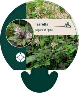 Tiarella 'Sugar and Spice' geen maat specificatie 0,55L/P9cm