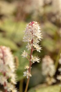 Tiarella wherryi geen maat specificatie 0,55L/P9cm - afbeelding 1