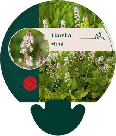 Tiarella wherryi geen maat specificatie 0,55L/P9cm - afbeelding 7