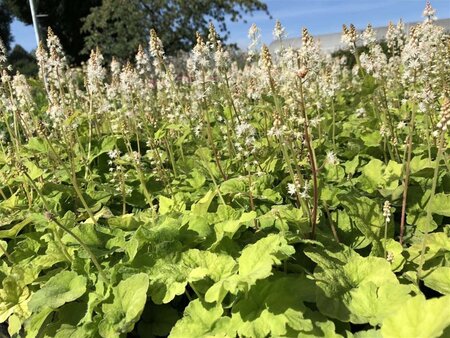 Tiarella wherryi geen maat specificatie 0,55L/P9cm - afbeelding 2