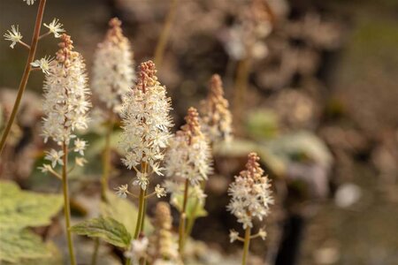 Tiarella wherryi geen maat specificatie 0,55L/P9cm - afbeelding 3