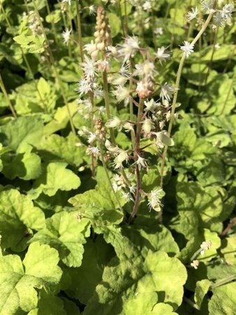 Tiarella wherryi geen maat specificatie 0,55L/P9cm - afbeelding 4