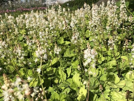 Tiarella wherryi geen maat specificatie 0,55L/P9cm - afbeelding 5