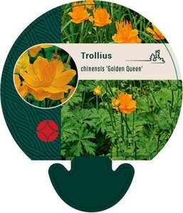 Trollius chinensis 'Golden Queen' geen maat specificatie 0,55L/P9cm - afbeelding 1