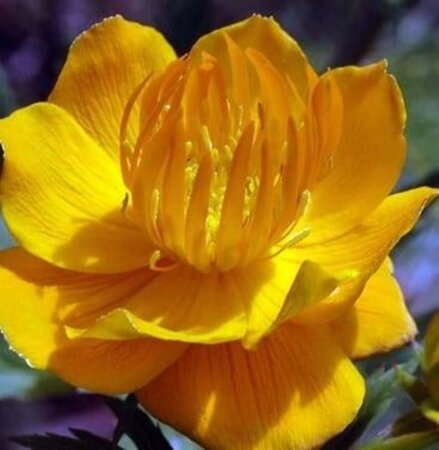 Trollius chinensis 'Golden Queen' geen maat specificatie 0,55L/P9cm - afbeelding 2