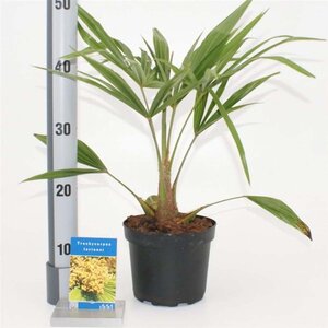 Trachycarpus fortunei 25-30 cm cont. 2,0L - afbeelding 1