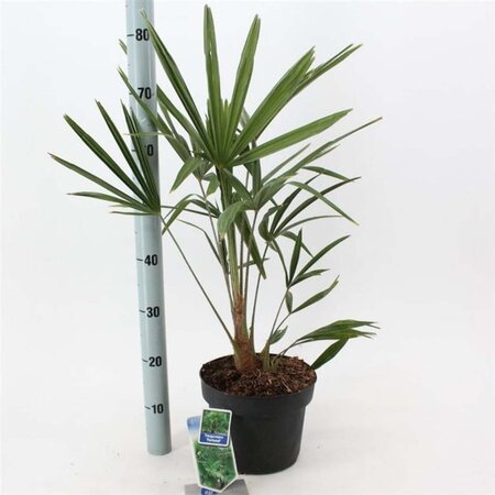 Trachycarpus fortunei 40-50 cm cont. 5,0L - afbeelding 1