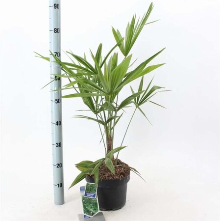 Trachycarpus fortunei 40-50 cm cont. 5,0L - afbeelding 2