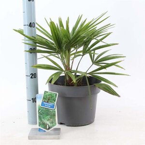 Trachycarpus fortunei 40-50 cm cont. 5,0L - afbeelding 3