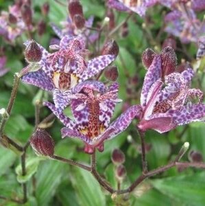 Tricyrtis form. 'Purple Beauty' geen maat specificatie 0,55L/P9cm - afbeelding 1