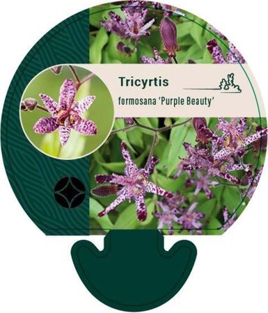 Tricyrtis form. 'Purple Beauty' geen maat specificatie 0,55L/P9cm - afbeelding 2