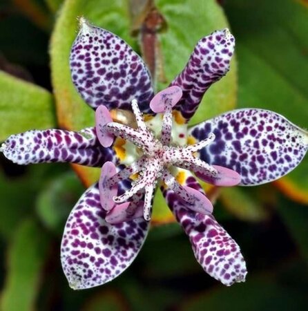 Tricyrtis hirta geen maat specificatie 0,55L/P9cm - afbeelding 2