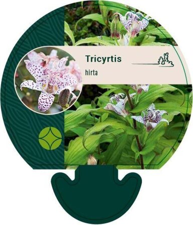 Tricyrtis hirta geen maat specificatie 0,55L/P9cm - afbeelding 1