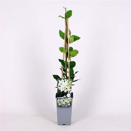 Trachelospermum jasminoides 70 cm vierkant 2L - afbeelding 2