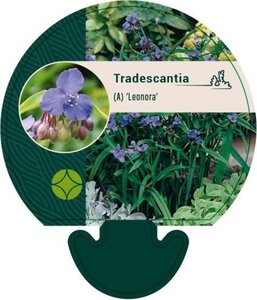 Tradescantia (A) 'Leonora' geen maat specificatie 0,55L/P9cm