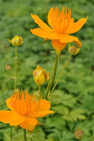 Trollius europaeus geen maat specificatie 0,55L/P9cm - afbeelding 1