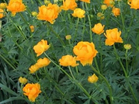 Trollius europaeus geen maat specificatie 0,55L/P9cm - afbeelding 2