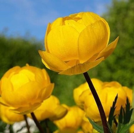 Trollius europaeus geen maat specificatie 0,55L/P9cm - afbeelding 8