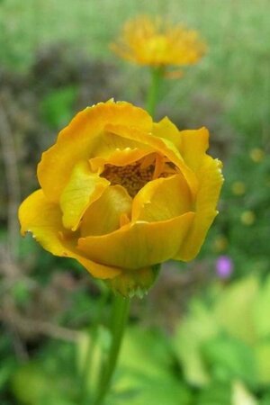 Trollius europaeus geen maat specificatie 0,55L/P9cm - afbeelding 3