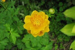 Trollius europaeus geen maat specificatie 0,55L/P9cm - afbeelding 4